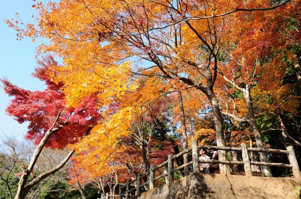 太平山県立自然公園謙信平