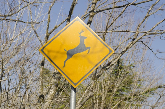 シカとの衝突事故を防ぐための対策まとめ