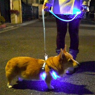 光るハーネスやリードを装着