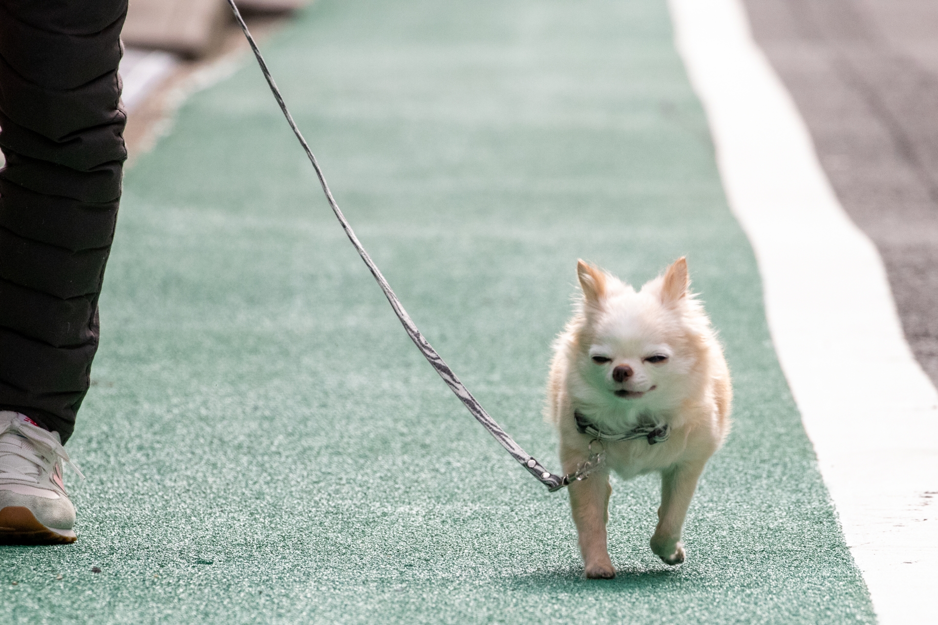 愛するペット（犬や猫）を車や交通事故から守る画期的な方法