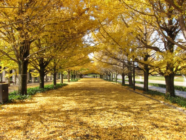 国営昭和記念公園