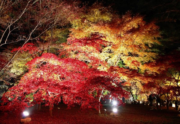 国営武蔵丘陵森林公園